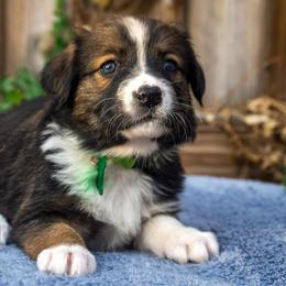 Sporty Mix Puppies from Seay's Sporty Mixes