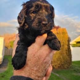 Bernedoodle and Double Doodle Puppies from Cloud Nine Doodles