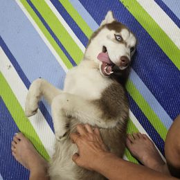 Coco - Brown and white Siberian Husky puppy in League City, Texas from Snow Dogs of League City