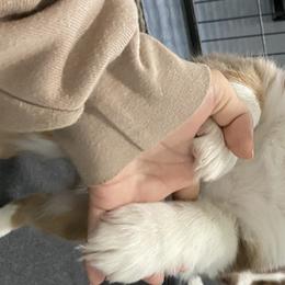 Girl 2 - Australian Shepherd puppy from Saltair Australian Shepherds