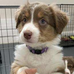 Girl 2 - Australian Shepherd puppy from Saltair Australian Shepherds