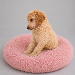 Mercy - Cream female Poodle puppy in Washington, Pennsylvania from Patriotic Poodles
