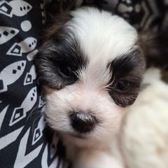 Styx - Brindle and white male Mal-Shi puppy in Apollo Beach, Florida from Gemstone Exclusive Pups of Florida