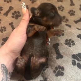 Girl 3 - Cream female Dachshund puppy in Cottonwood, Arizona from JuniperWood Dachshunds