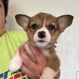 Hot pink - White and red female Pembroke Welsh Corgi puppy in Rochester, New York from Tnt Yorkies and Cosmic corgis