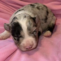 Blue merle - White and blue merle female Border Collie puppy in Henagar, Alabama from Ridge Kap Border Collies
