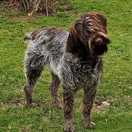Wirehaired Pointing Griffons from d