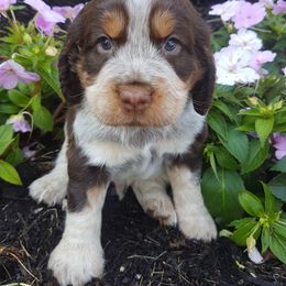 Crispin - Tri-Roan male English Springer Spaniel puppy in Baltic, Ohio from Willow Brook Spaniels
