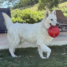 Berger Blanc Suisse puppies from Scenic Creek German Shepherds and White Swiss Shepherds