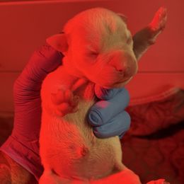 Siren - White female Boxer puppy in Oak Lawn, Illinois from Chicago Boxers & Yorkies