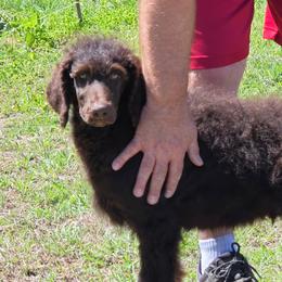 Orange- Grinch - Phantom male Poodle puppy in Copperas Cove, Texas from Poodles of Valor