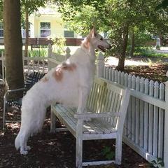 Borzois from Novgorod