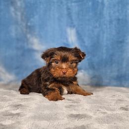 Pup 2 - Chocolate and tan male Yorkshire Terrier puppy in Polk City, Florida from Yorkies by Casey