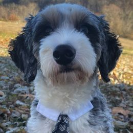 Otis - Bernedoodle