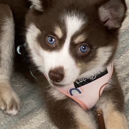 Pomsky Puppies from River Enz Pomskies