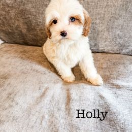 Holly - Parti female Goldendoodle puppy in Belton, South Carolina from Poodley Doodley Doo