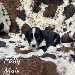 Folly - Black tri-color male Aussiedoodle puppy in Cleveland, Tennessee from C&S Kennels