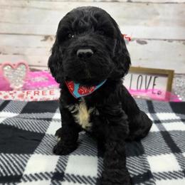Stewart - Black and white male Springerdoodle puppy in Lisbon, Ohio from Willow Lane Doodles