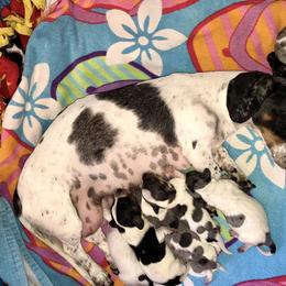 Dachshund Puppies from 1 Moore Dachshund