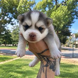 Maverick - Gray and white male Pomsky puppy in La Verne, California from Red Cedar Pomskies