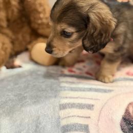 Riley - Cream female Dachshund puppy in Superior, Montana from Never Land Dachshunds of Montana