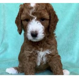 Bella Grace - Poodle