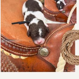 Hereford - Parti male Goldendoodle puppy in New Harmony, Indiana from Cottonwood Farms