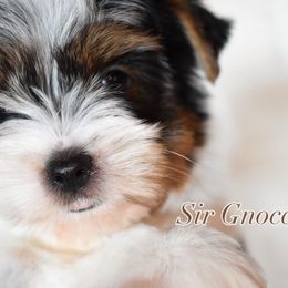 Sir Gnocchi - Black tan and white male Biewer Terrier puppy in California from Skyridge Puppies