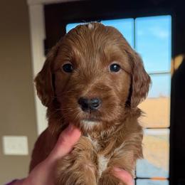 Mr Green - Red  male Goldendoodle puppy in Monticello, Indiana from Faithfully Yours Doodles