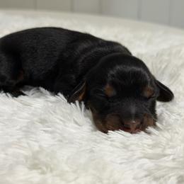 Miami - Black and tan female Dachshund puppy in Searcy, Arkansas from Sykes Pups