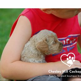 Cockapoo Puppies from Chesley Hill Cockapoos