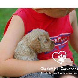 Cockapoo Puppies from Chesley Hill Cockapoos
