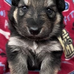 Mint green collar - Black and tan female German Shepherd puppy in Allentown, Pennsylvania from VMH Shepherds