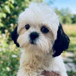 Benny - Black and white male Shih Tzu puppy in Victorville, California from RUMBLE n TUMBLE