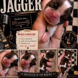 Jagger - Red and white male Shih Tzu puppy in Big Sandy, Texas from Heart and Soul Shih Tzu