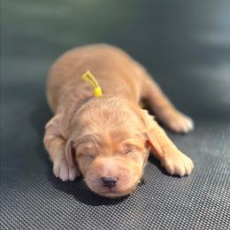 Louise - Red  female Goldendoodle puppy in Crawfordsville, Iowa from DoodleBlessings