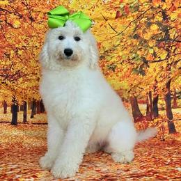 Maggie's Lime Girl - Cream female Goldendoodle puppy in Kountze, Texas from Texas Doodles LLC