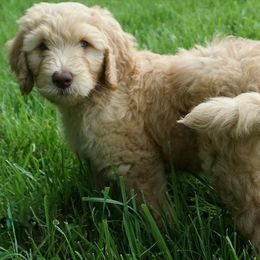 Goldendoodle Puppies from Music City Goldendoodles