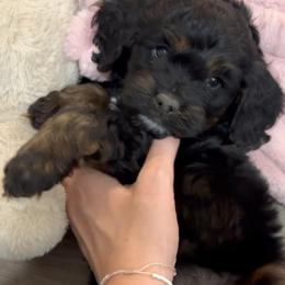 St. Nick - Black white and tan male Cockapoo puppy in Bountiful, Utah from EasyBreezyDoodles