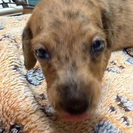 Dachshund Puppies from Witchy Woman’s Wiener’s