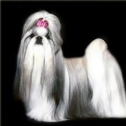 Melia - Shih Tzu
