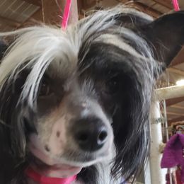 Chihuahuas, Chinese Cresteds, and Papillons from Fabulis Toys (Chinese Crested, Papillons, Chihuahuas)