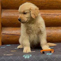 George - Golden male Golden Retriever puppy in North Pole, Alaska from Mulberry Retrievers