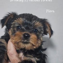 Flora - Black and tan female Yorkshire Terrier puppy in West Plains, Missouri from Brinkley Yorkies