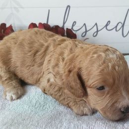 Australian Labradoodle Puppies from Lake Keowee Labradoodles