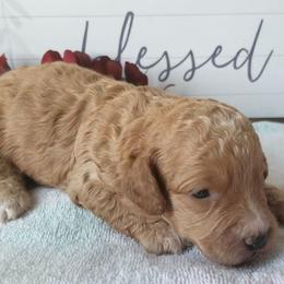 Australian Labradoodle Puppies from Lake Keowee Labradoodles