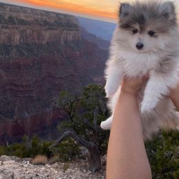 Pomeranian and Pomsky Puppies from Pom Pom Pomskies-TN