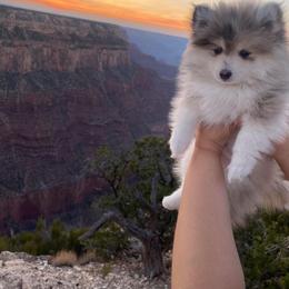 Pomeranian and Pomsky Puppies from Pom Pom Pomskies-TN