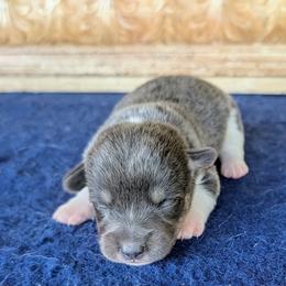 Matthew Cuthbert - Gray and white male American Corgi puppy in Shawnee, Oklahoma from Sunray Ranch