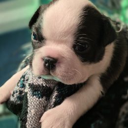 Leo - Black brindle and white male Boston Terrier puppy in Kingsport, Tennessee from Irish Heart Bostons